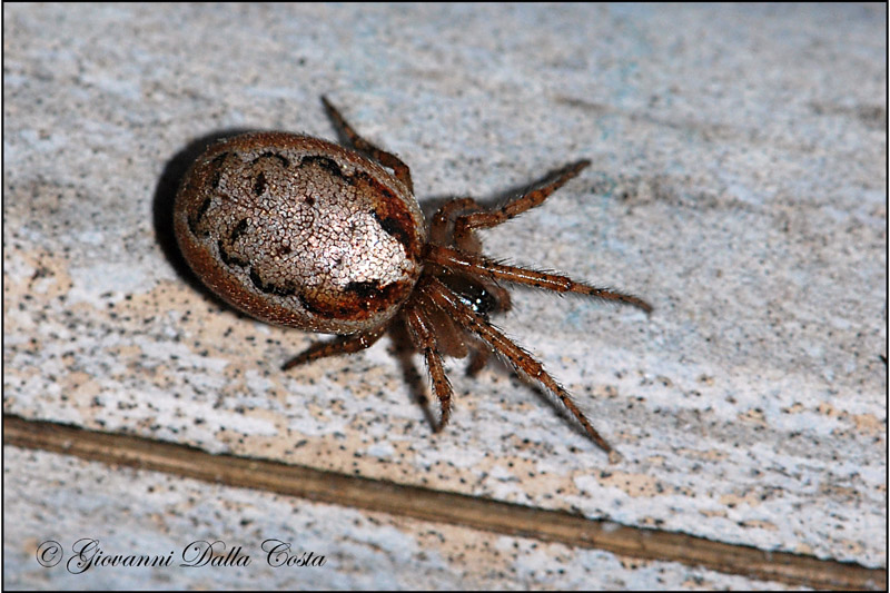 Zygiella sp.